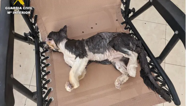 Gato muerto en Charco del Palo