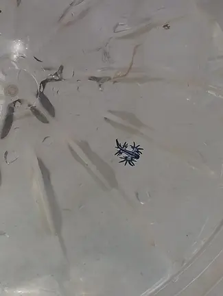 Dragones azules en La Garita