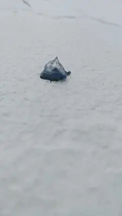 Velellas en La Garita 2