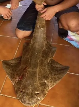 Angelote asesinado por un pescador furtivo