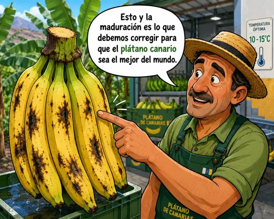 Pl&aacute;tano canario, magulladuras y maduraci&oacute;n.