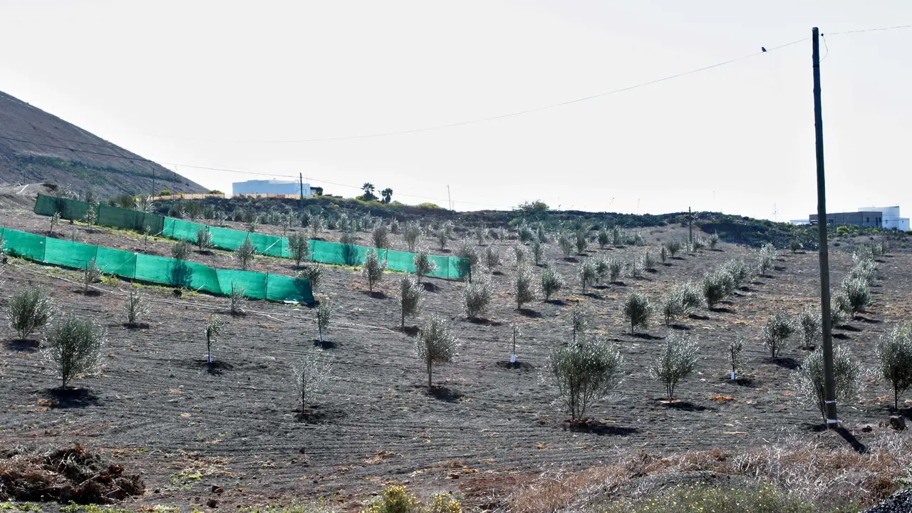Proyecto Olivar Ecológico en Lanzarote