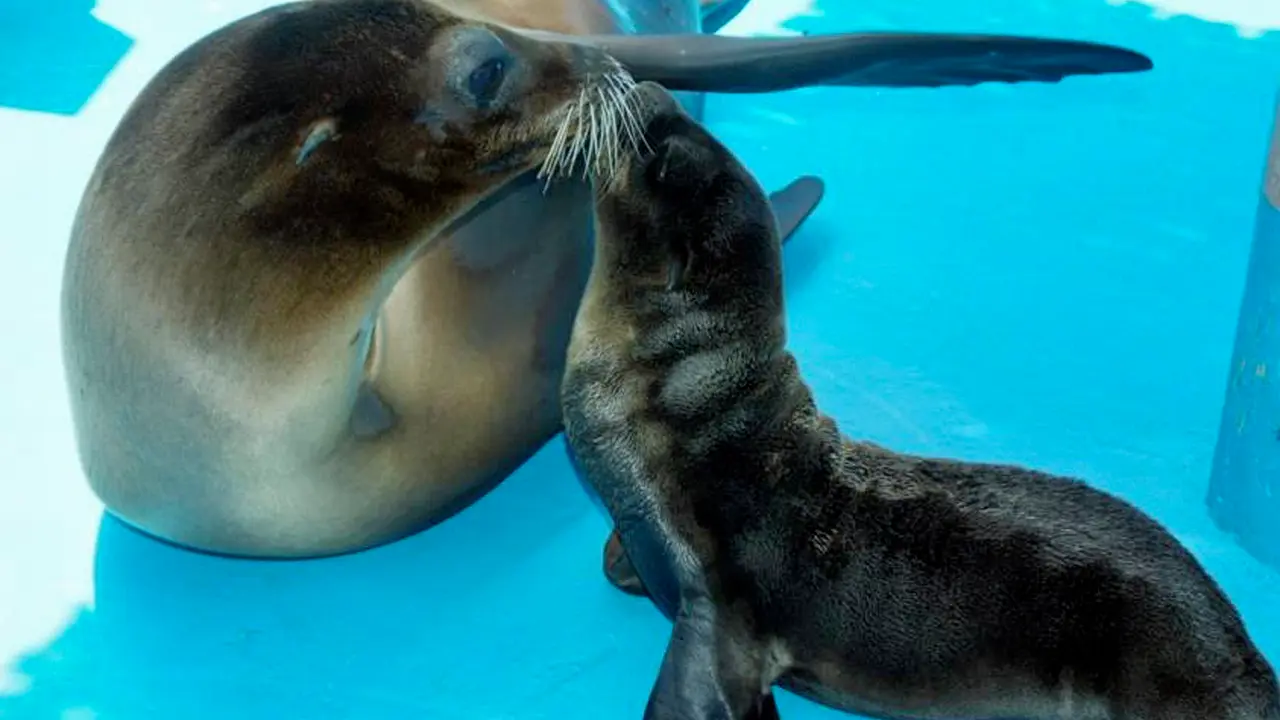León marino hembra con su cachorro