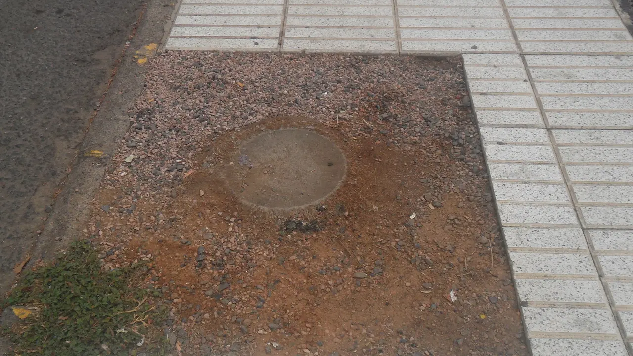 Sobresalen los tallos en la Avenida