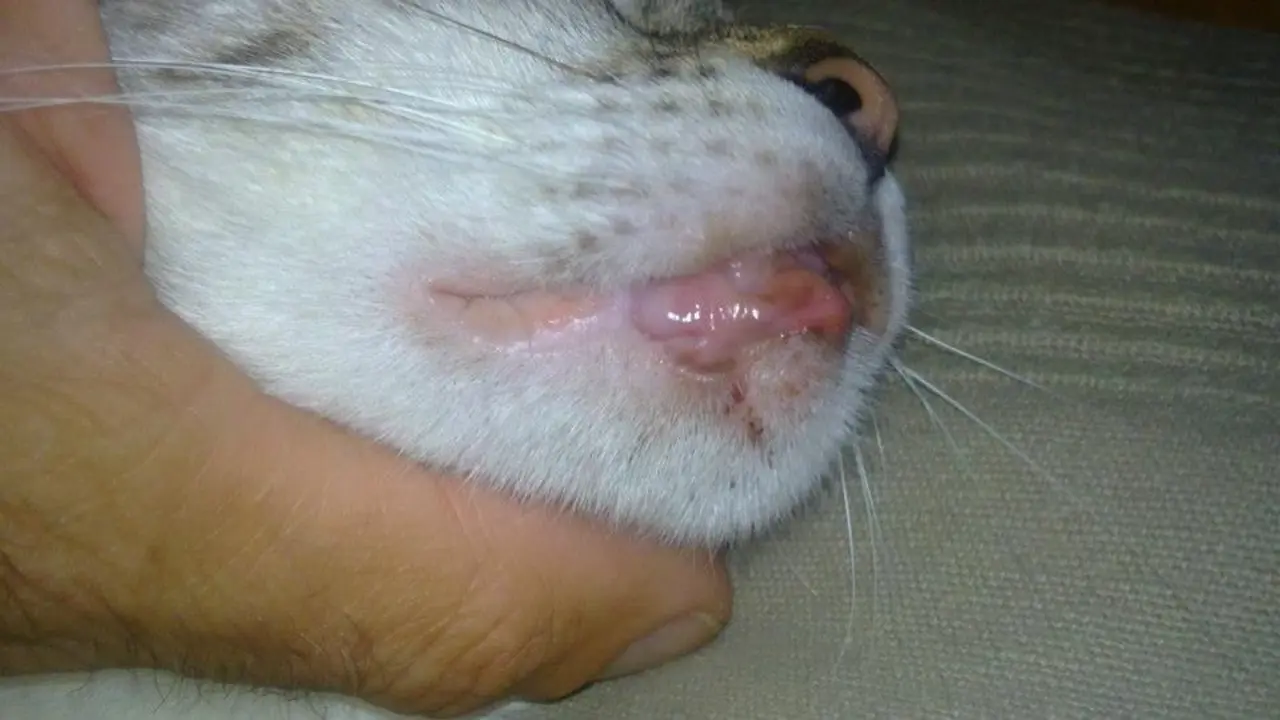 Gato arrojado por un balcón en Arrecife