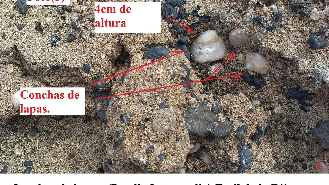 Concha de lapas