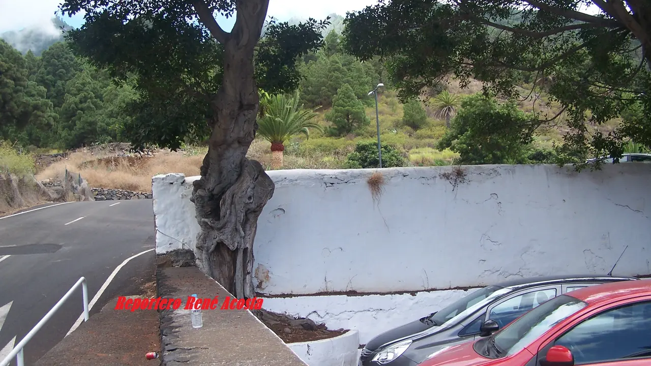 &Aacute;rbol peligroso en La Palma
