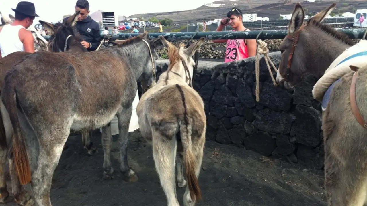 Carrera de burros en El Islote
