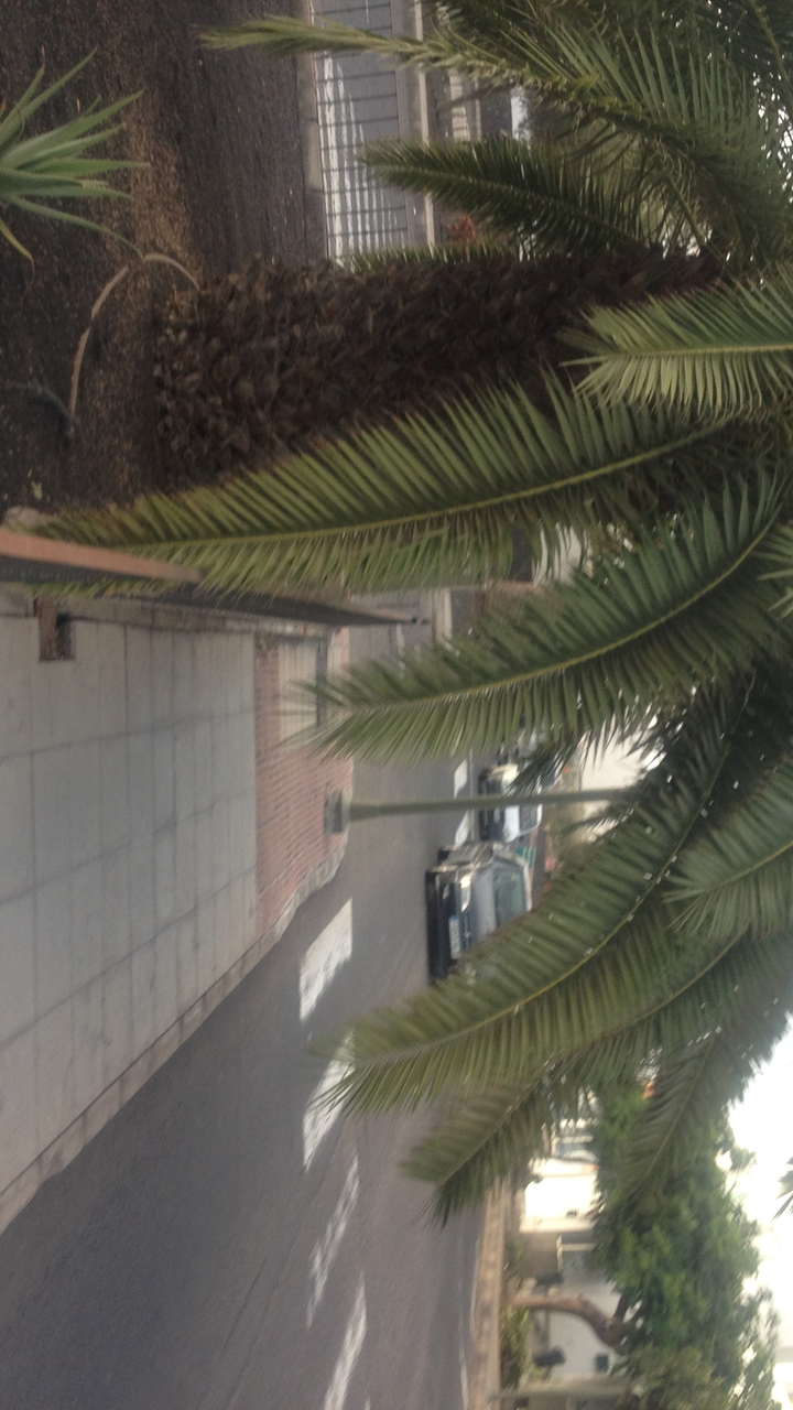 PALMERAS CALLE GARCIA ESCAMEZ