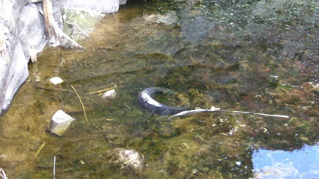 Basura en el agua de la Presa