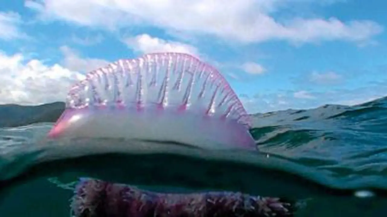 Medusas asesinas