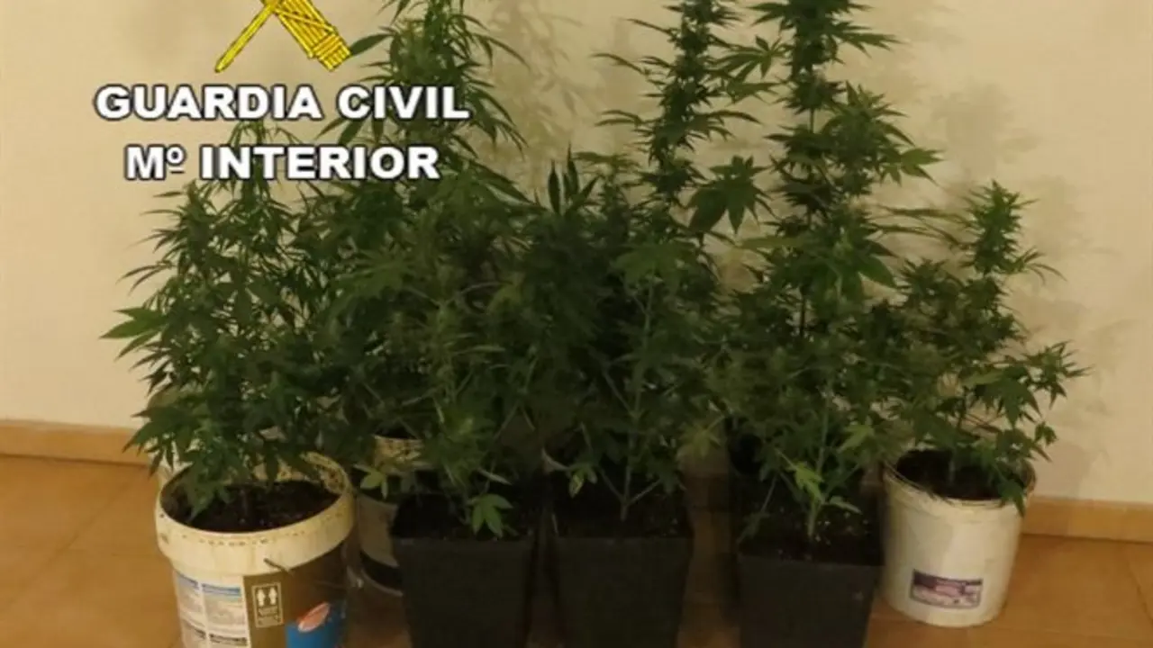 Marihuana intervenida