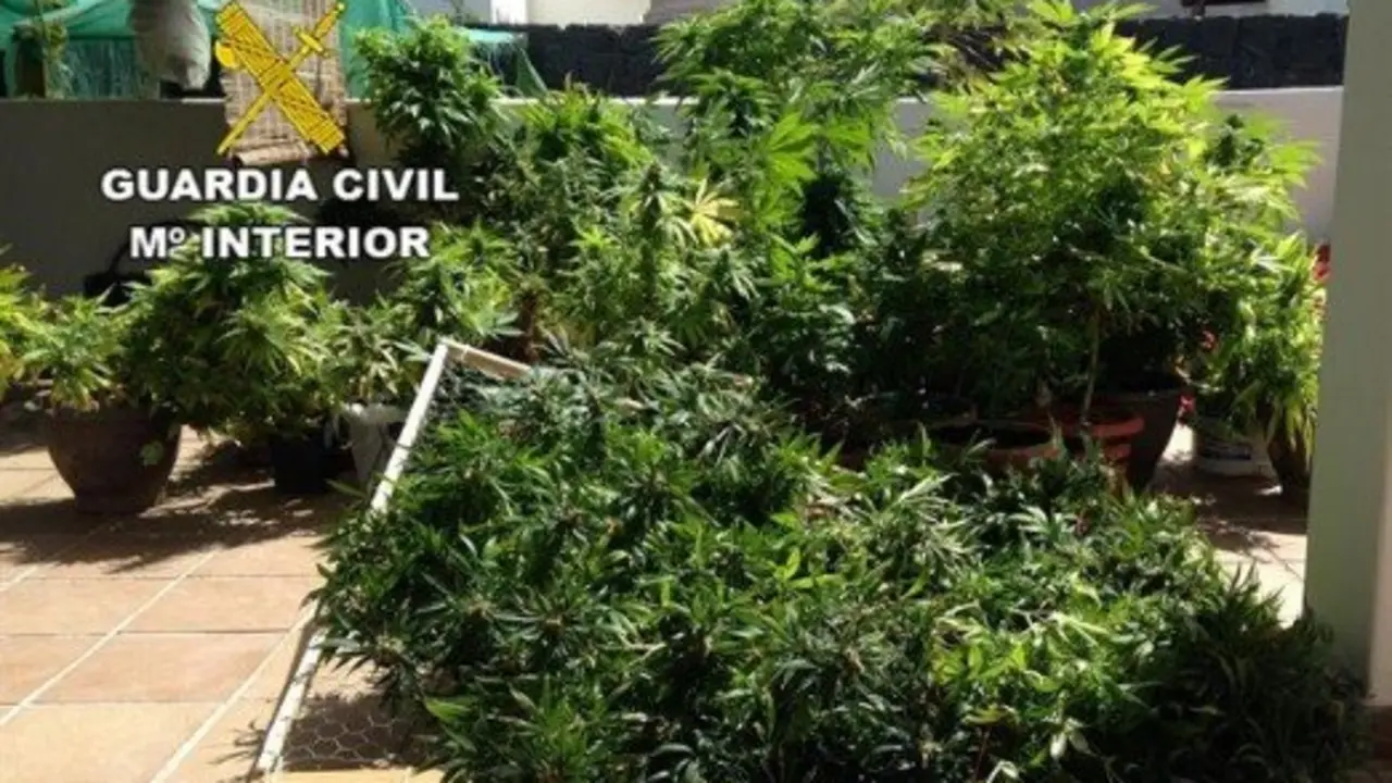 Plantas de marihuana en Yaiza