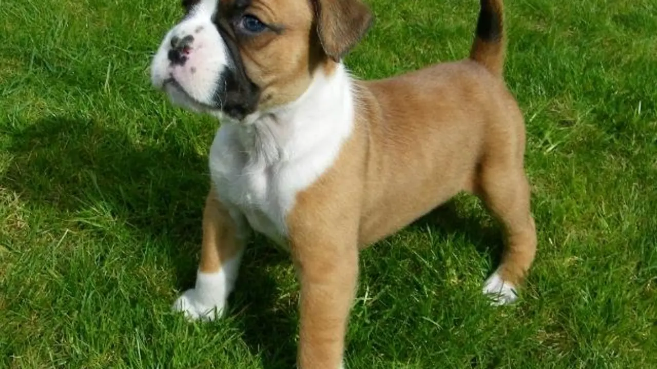 boxer-2