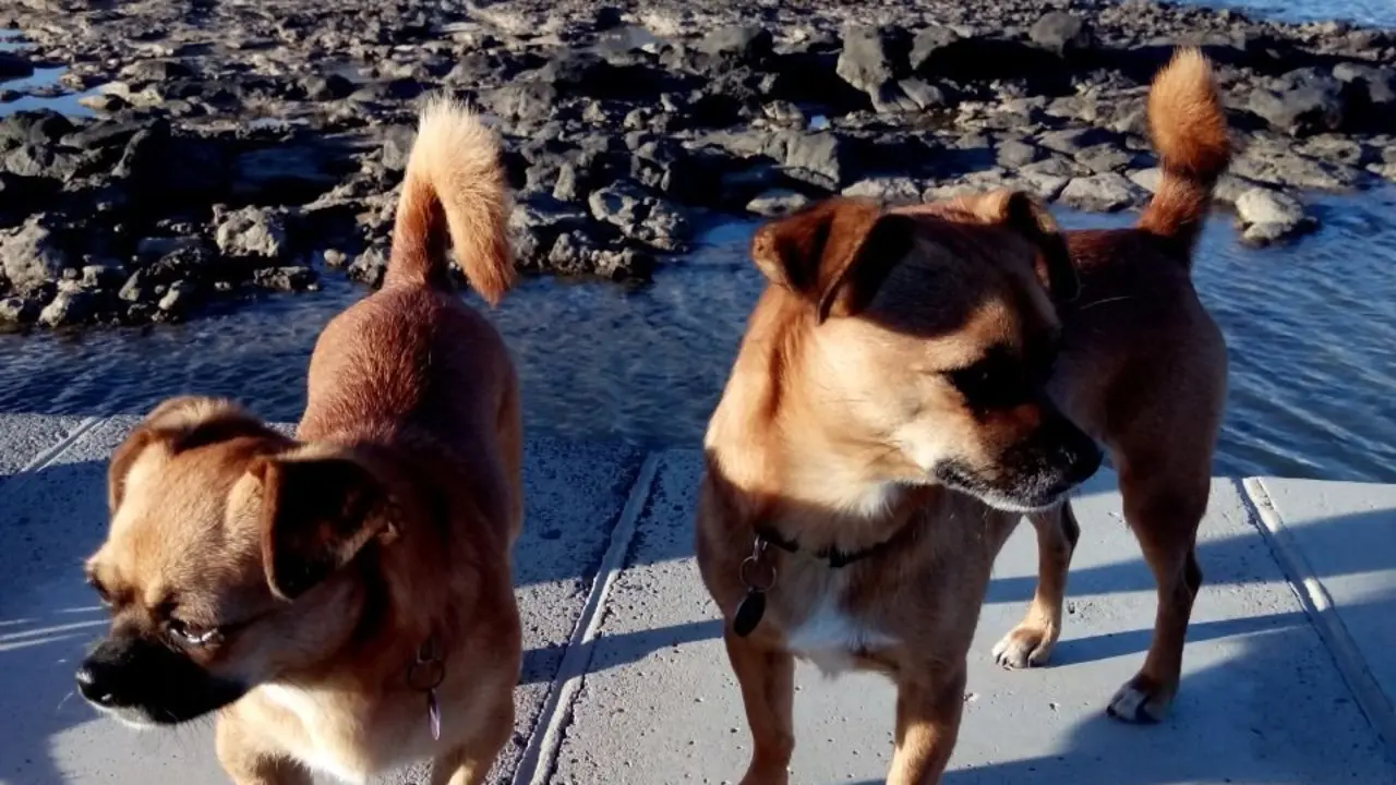 Cuidamos perros