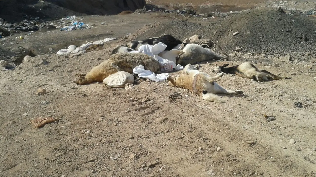 Animales muertos en Zonzamas