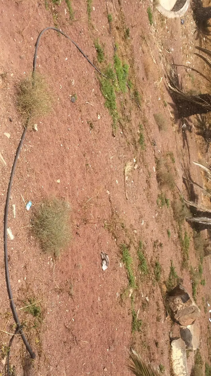 Abandono en el Parque Los Pinos 3