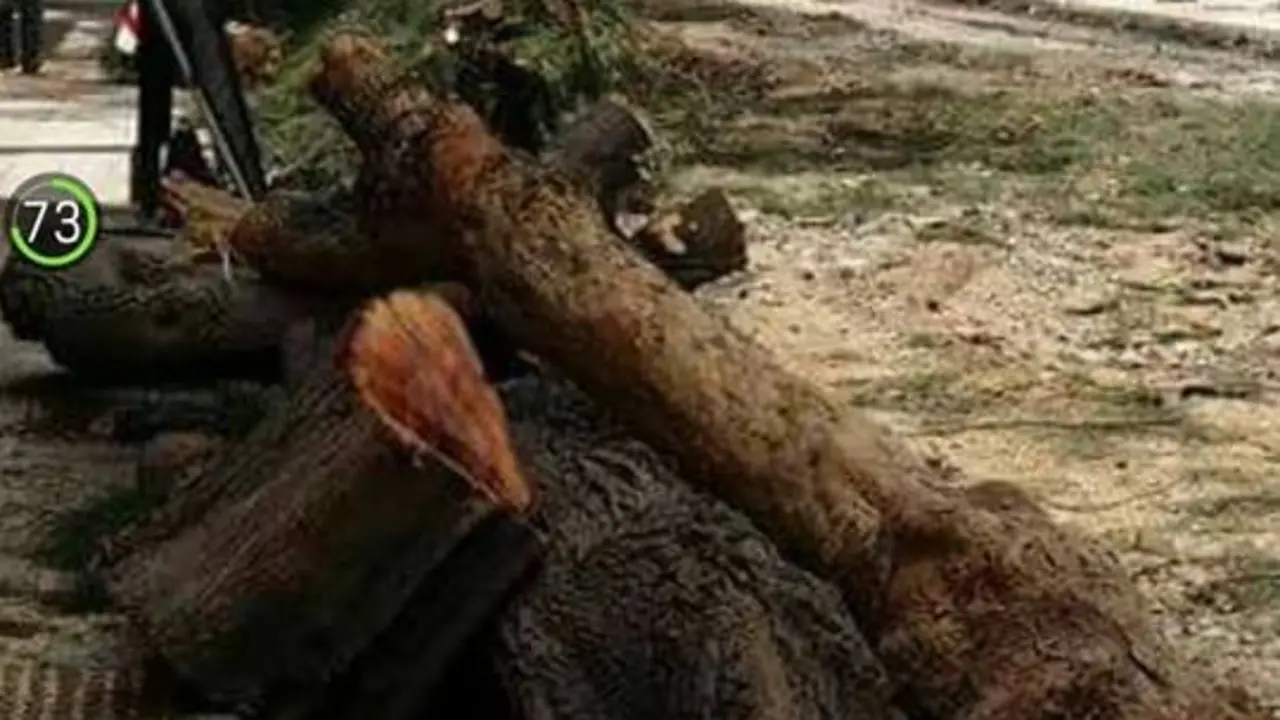 Masacre de árboles en Arrecife 2