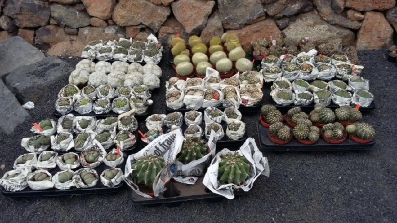 Nuevos cactus para el Jardín de Cactus 2