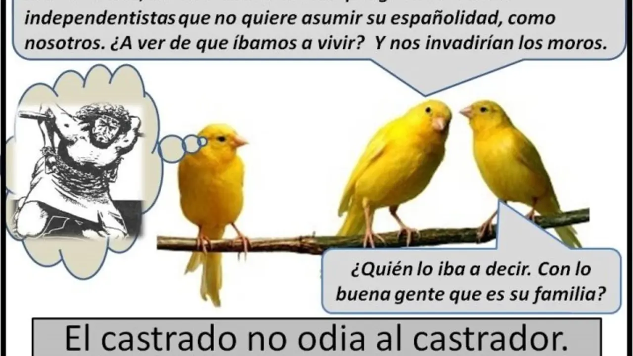 PAJAROS