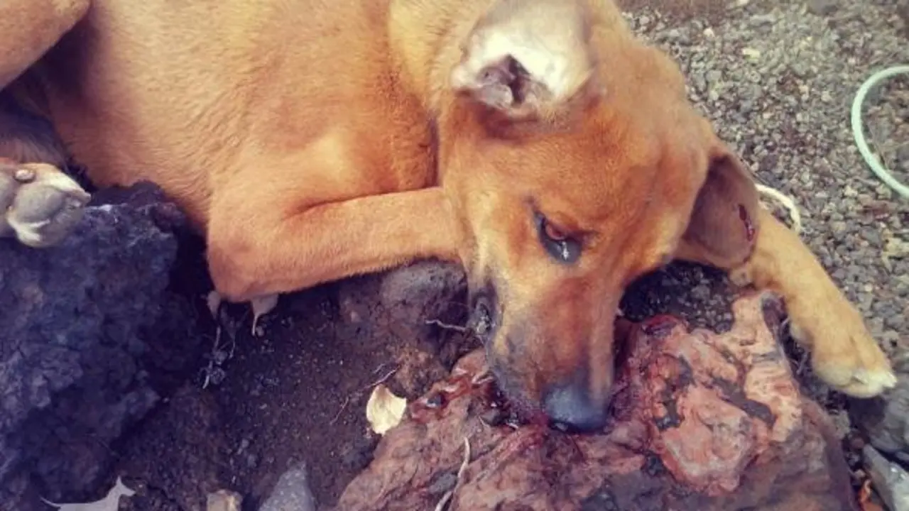 Perro agredido