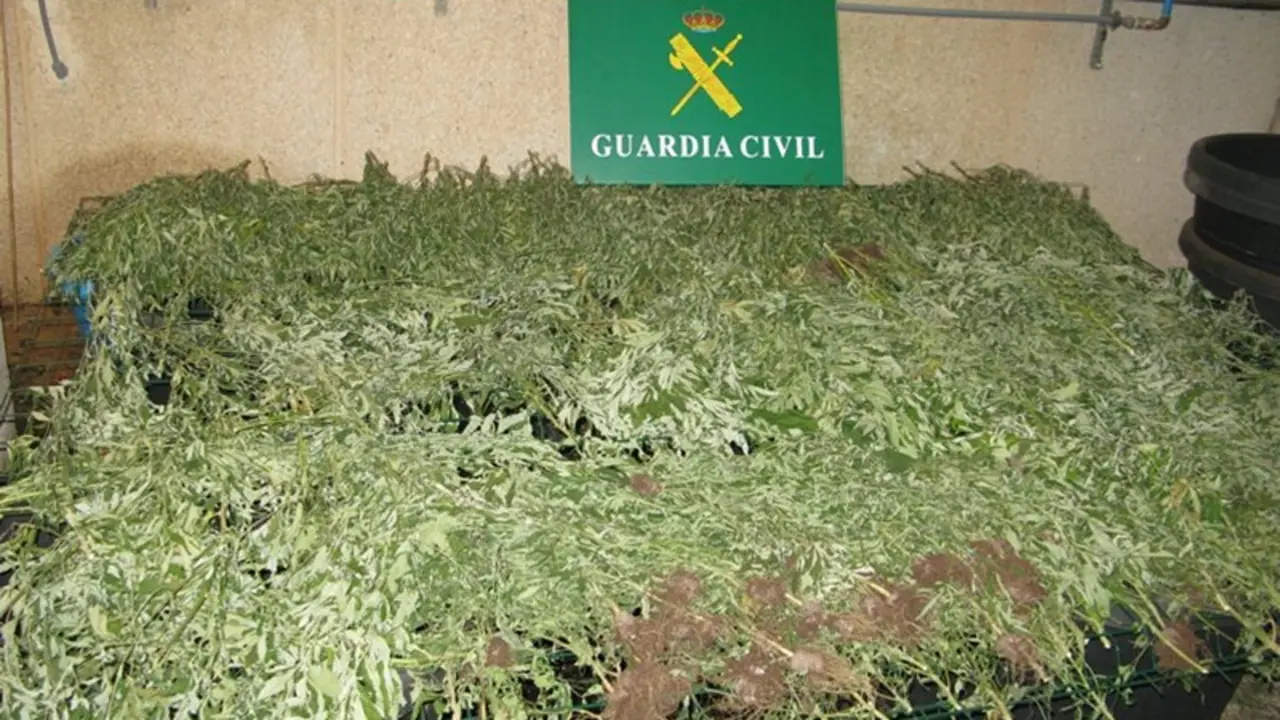 203 plantas de marihuana
