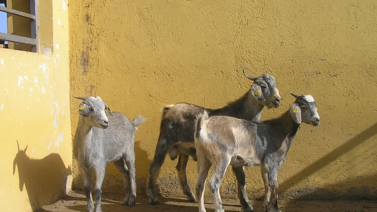 Cabras majoreras viajan a Senegal.