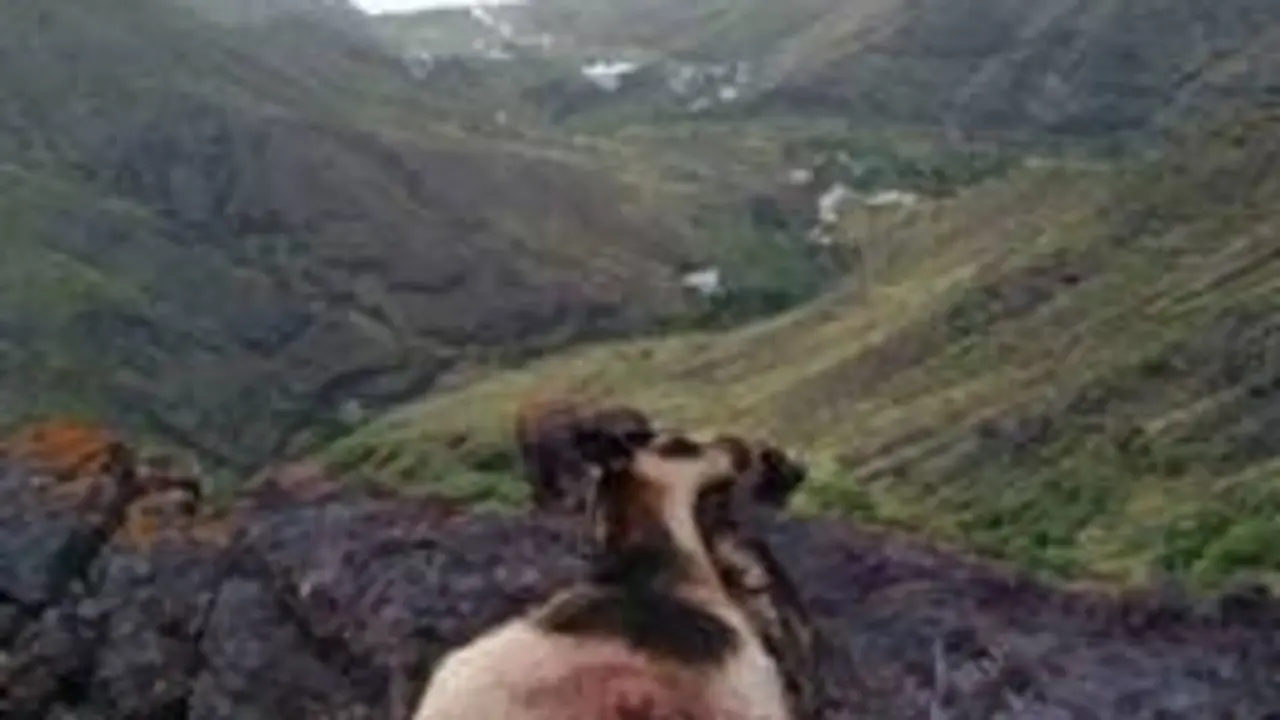 Cabras muertas