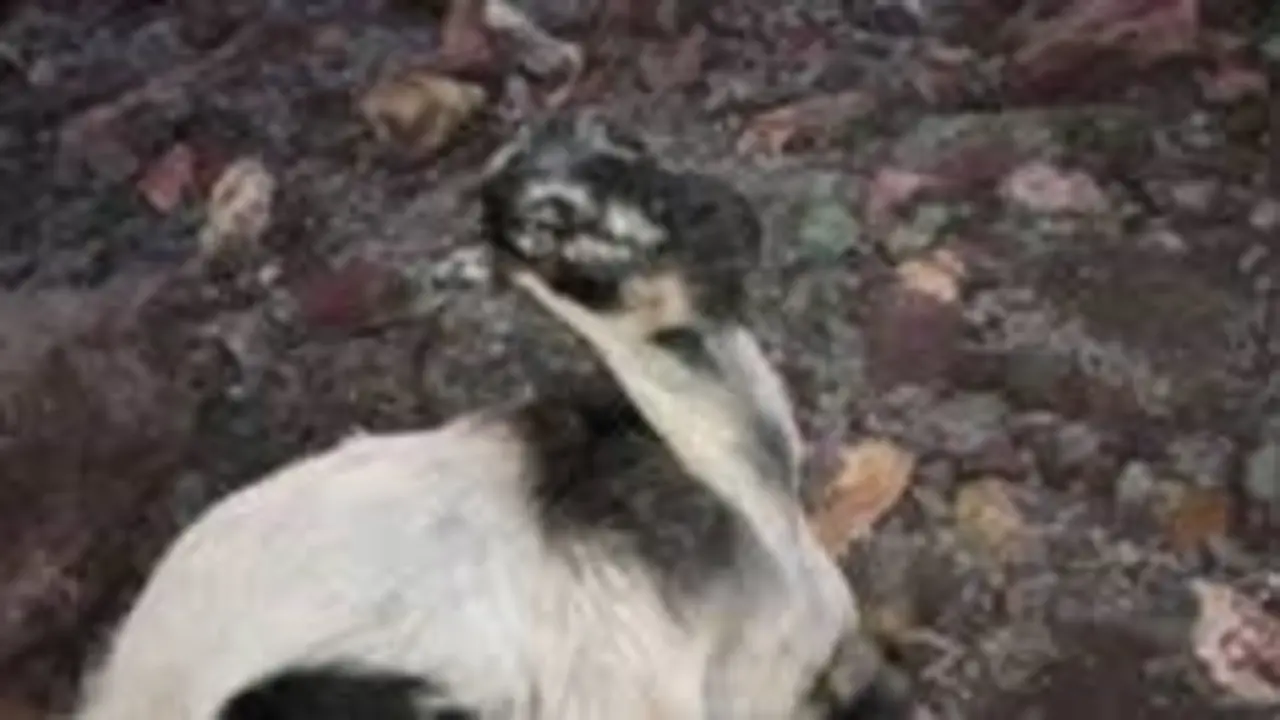 Cabras muertas 2