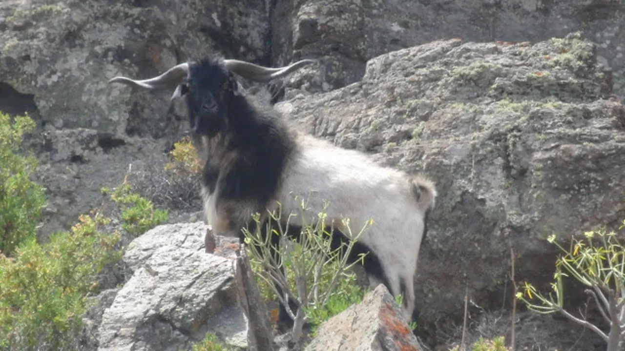 macho-pinalero-guanil