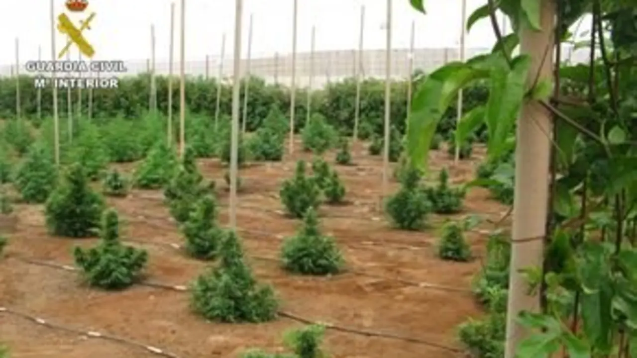 Invernadero de marihuana