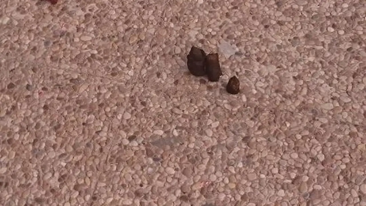 Cagadas de perros en Los Alonso 2