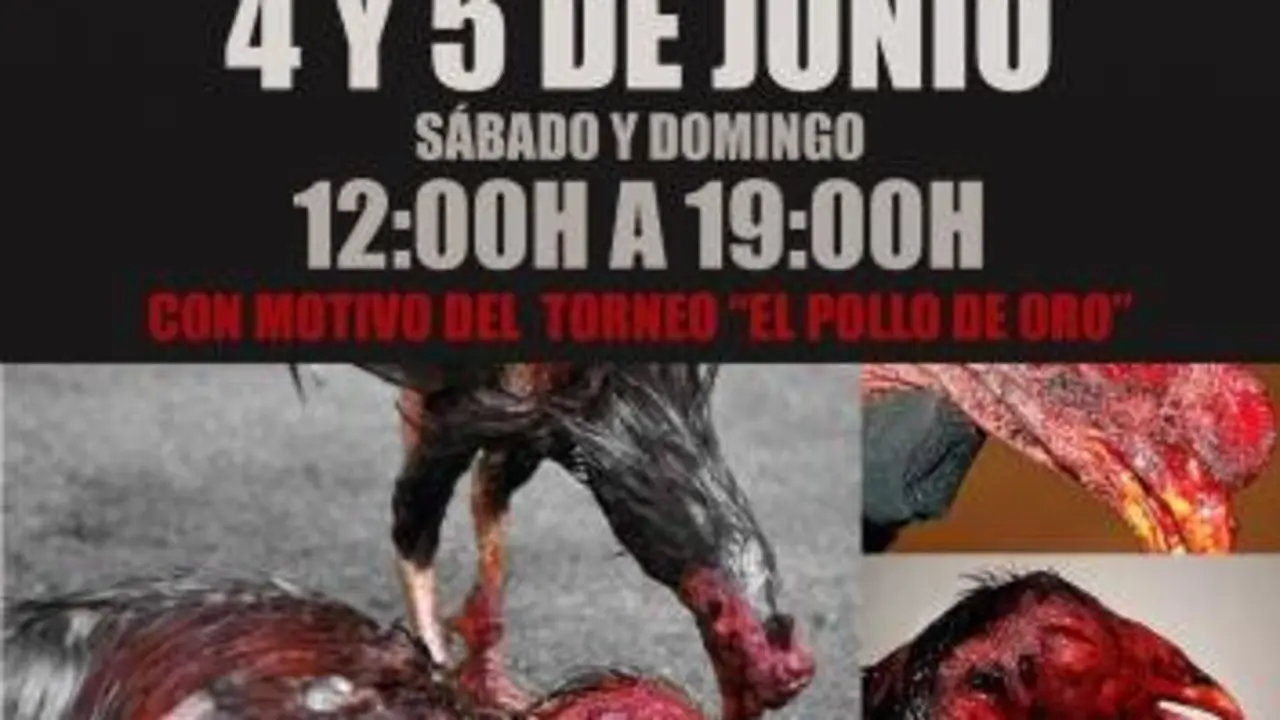 pelea_de_gallos_pollo_de_oro
