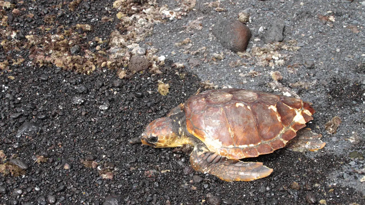 Suelta de tortuga (3)