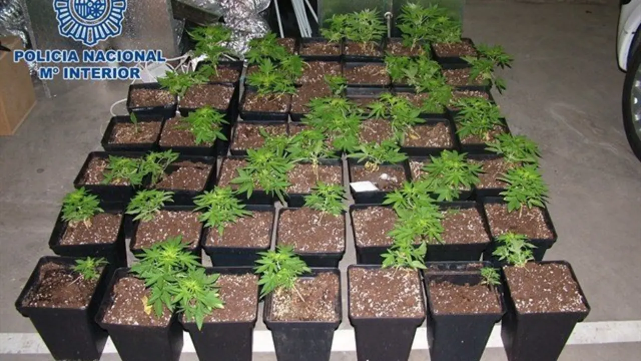 47 plantas de marihuana intervenidas en Arrecife