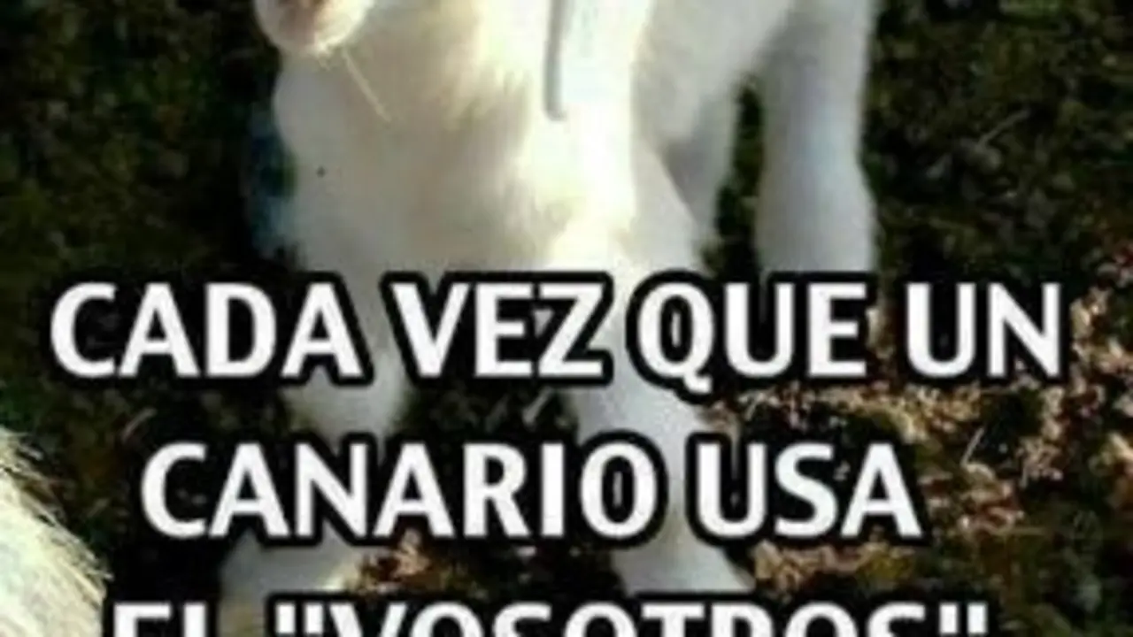 el vosotros