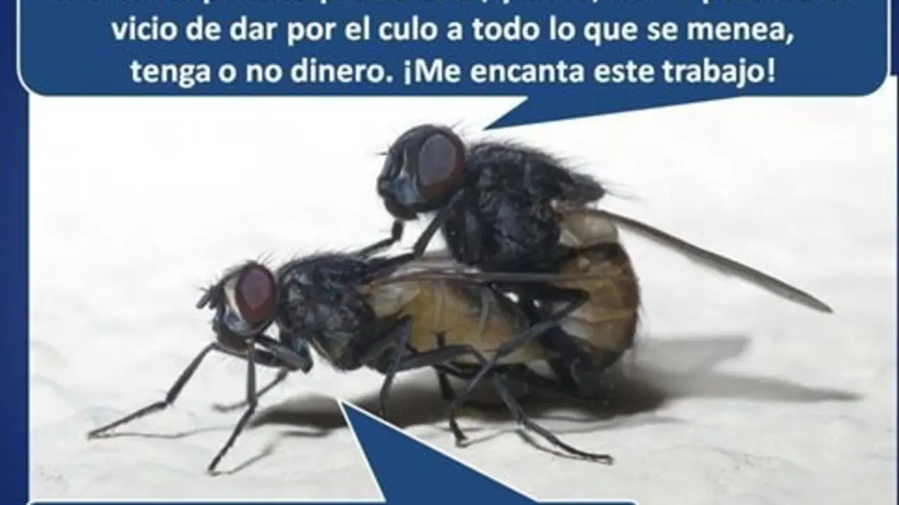 HUMOR CANARIO 6
