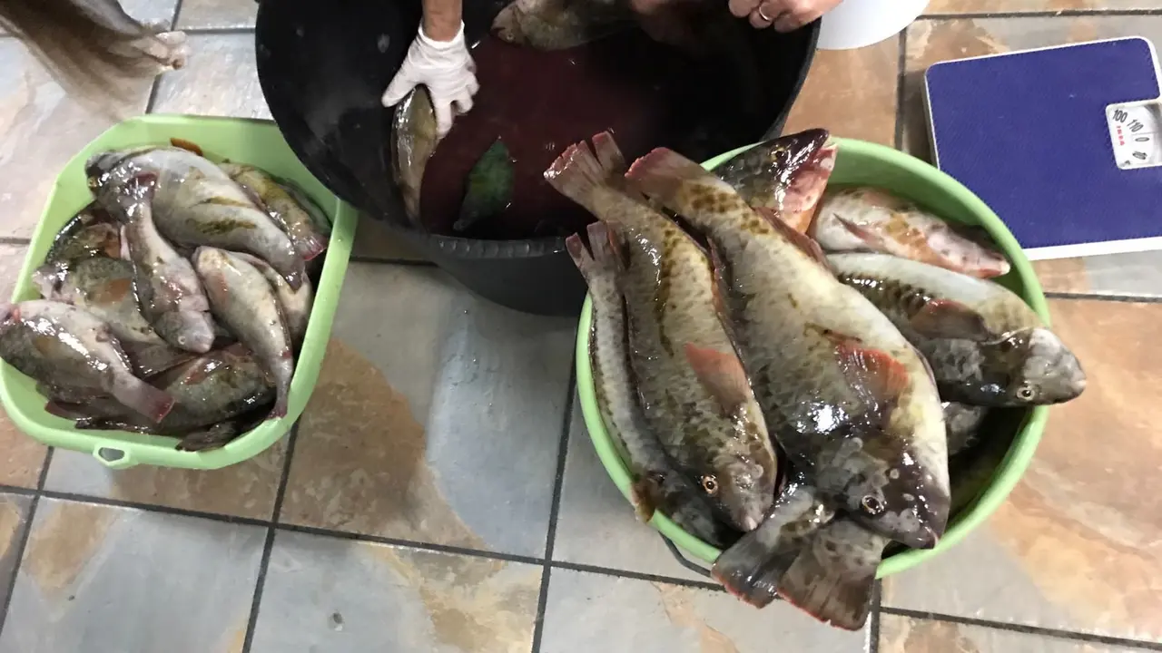 Pescado aprehendido por la Policía de Teguise
