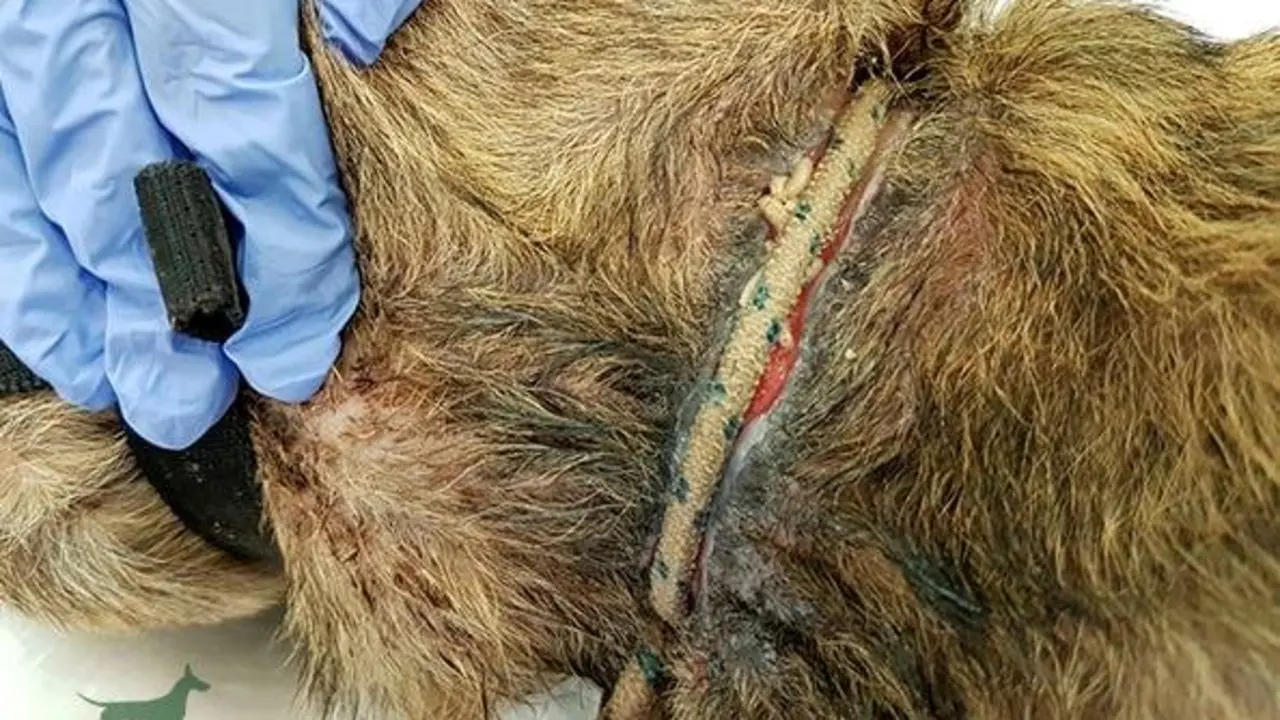 Perra maltratada