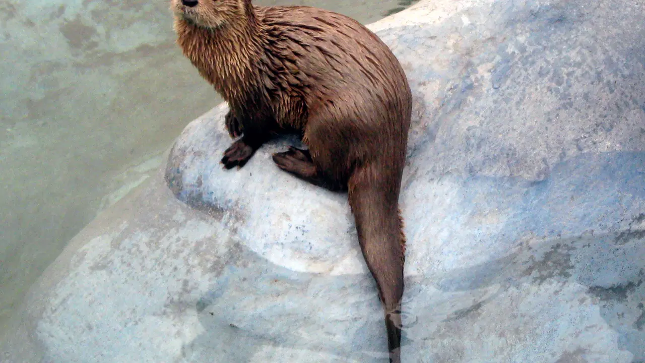 Chungungo (Lontra Felina)