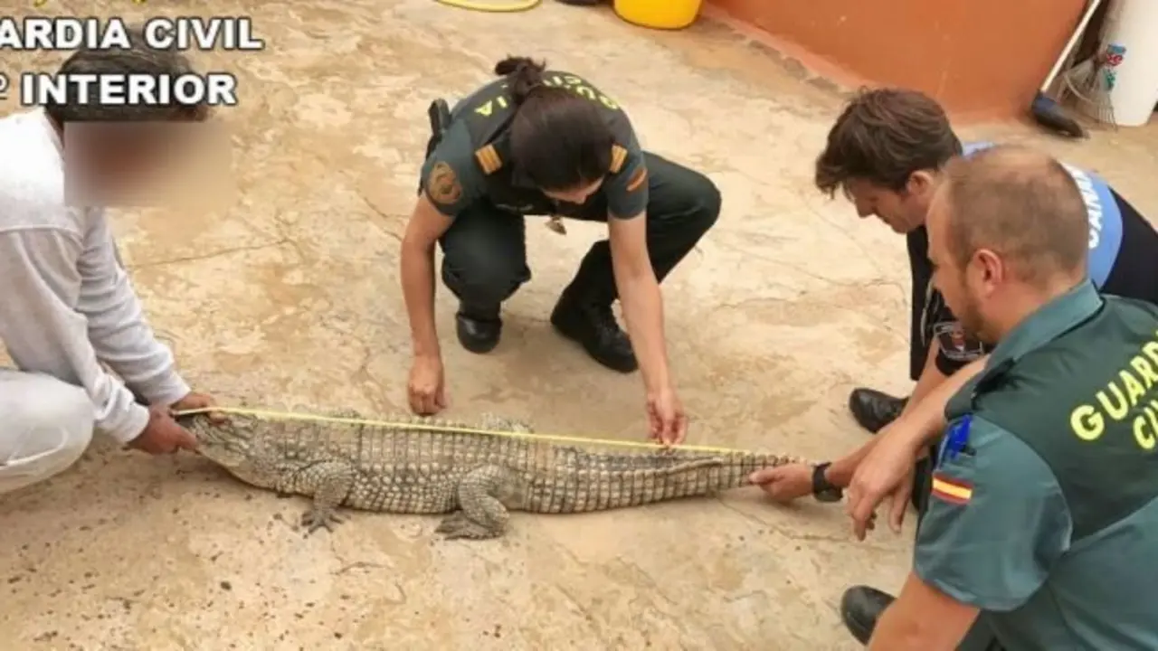 Cocodrilo rescatado en Güime