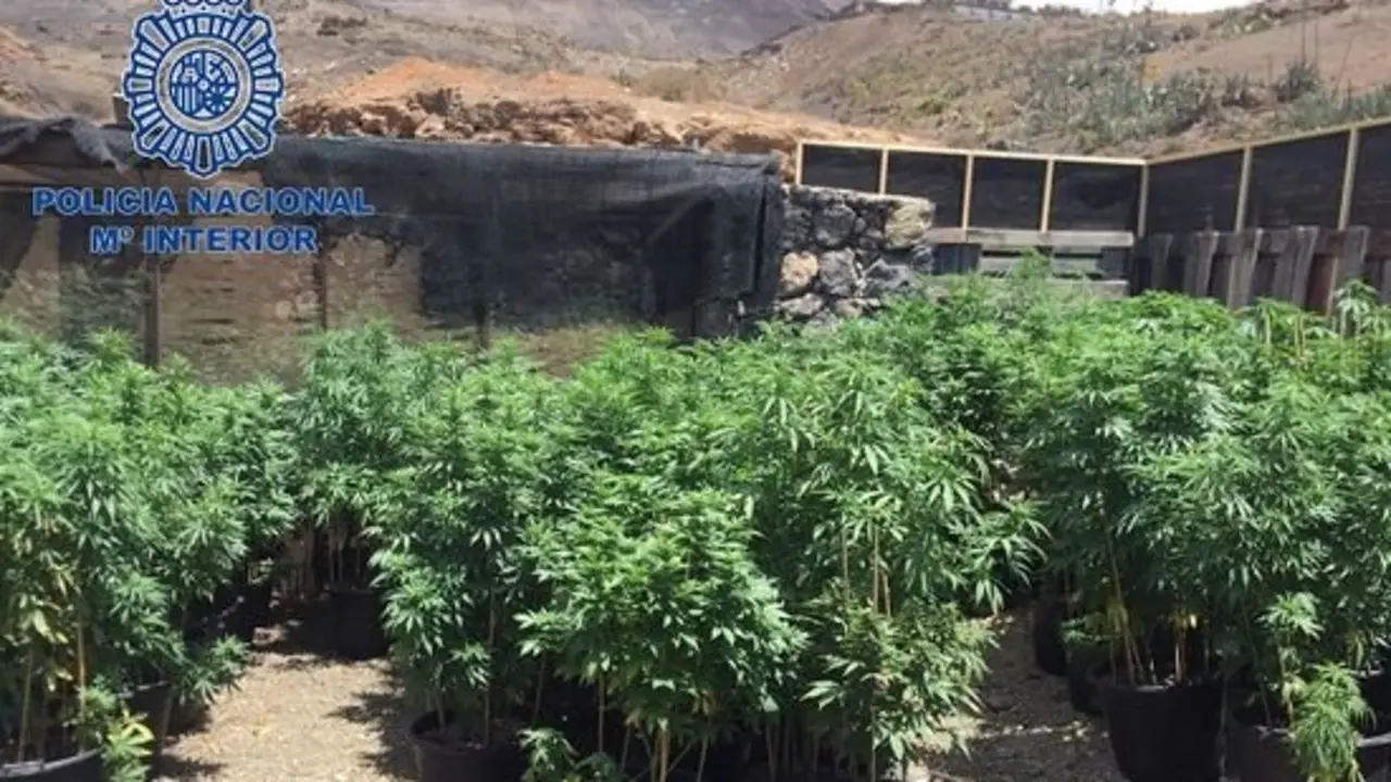 Plantación de marihuana en La Asomada