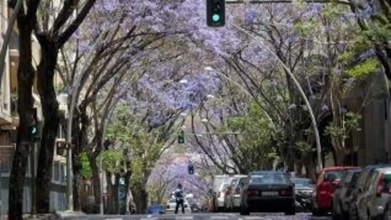 Jacarandas de Méndez Núñez