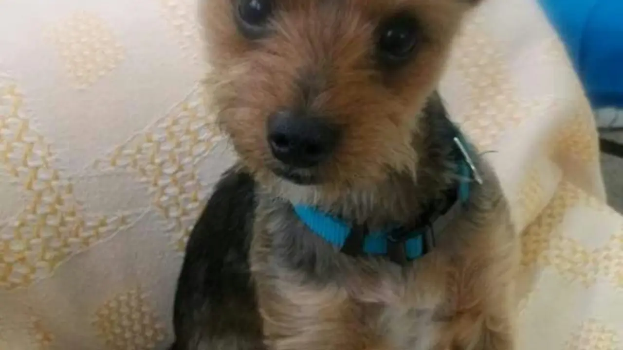 foto yuma