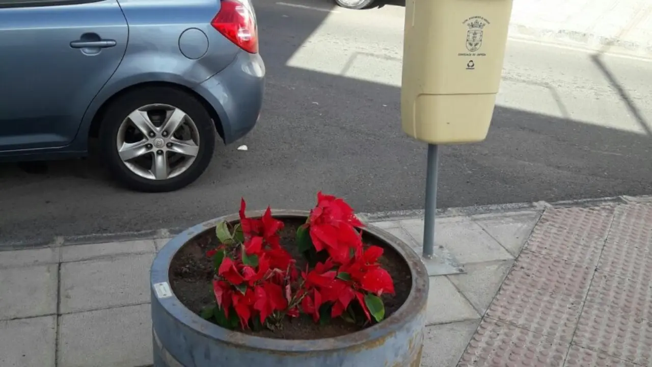 Maceteros con flores de pascua