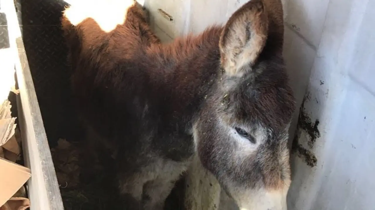 Burra encerrada en un habitáculo