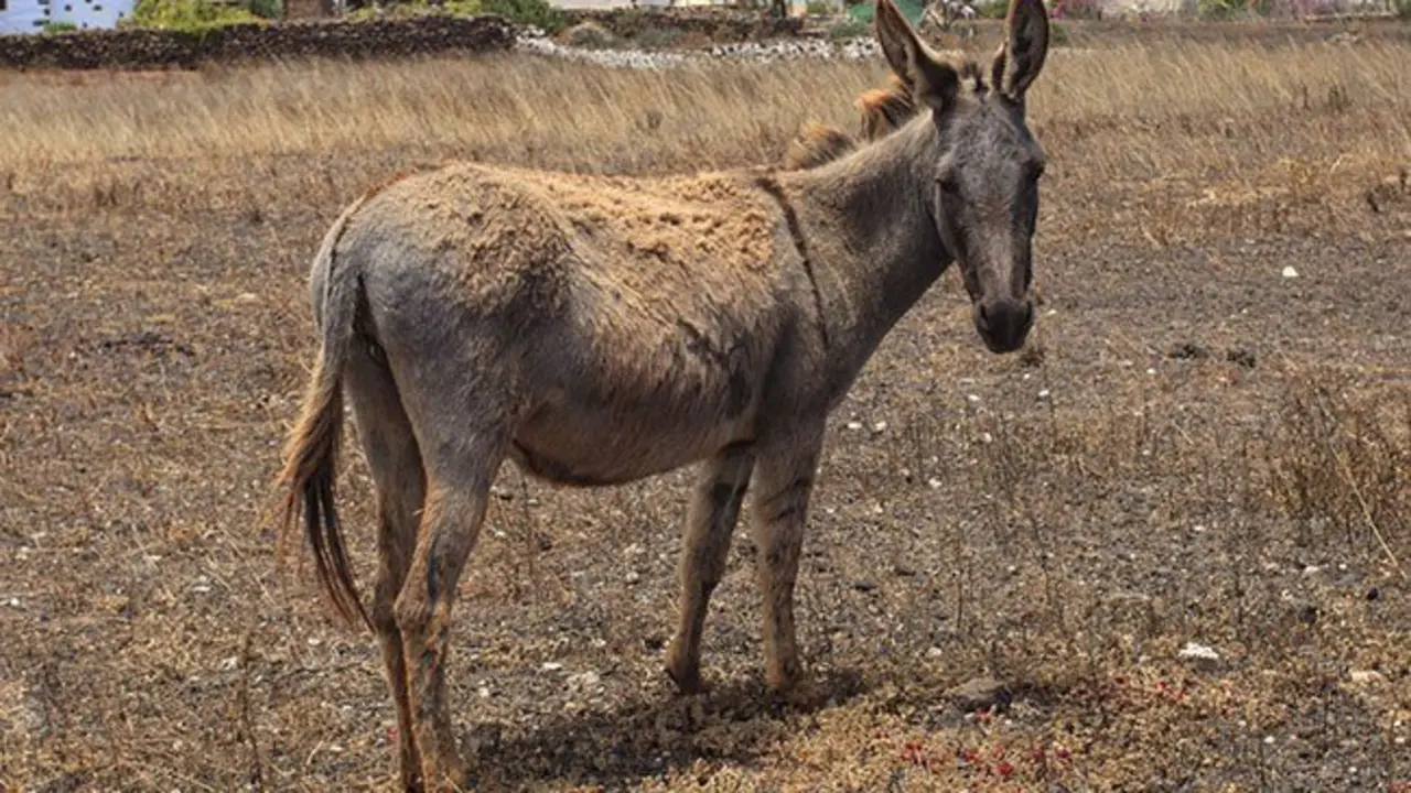 burro-majorero