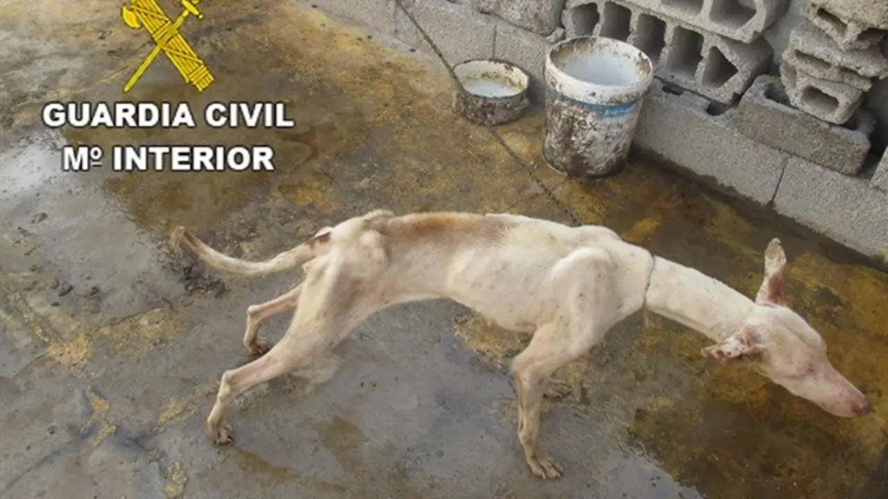 Perro abandonado