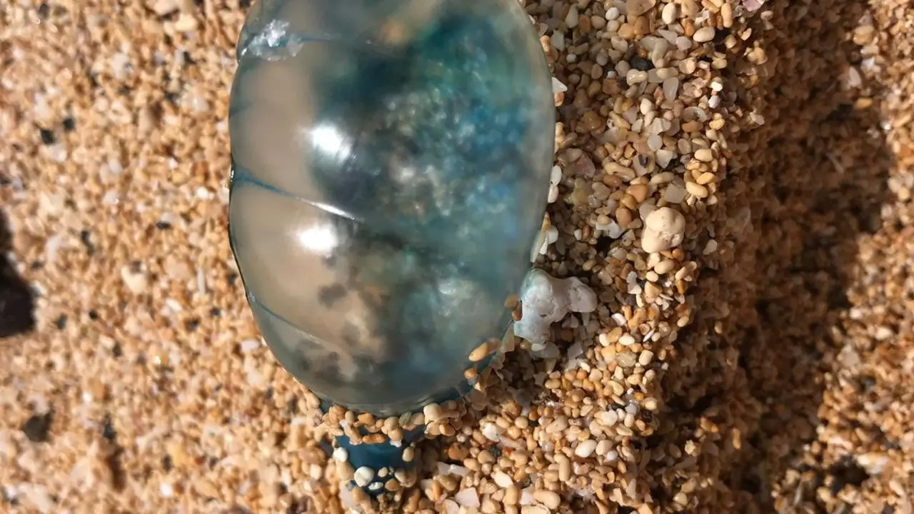 Medusas Carabela en La Graciosa