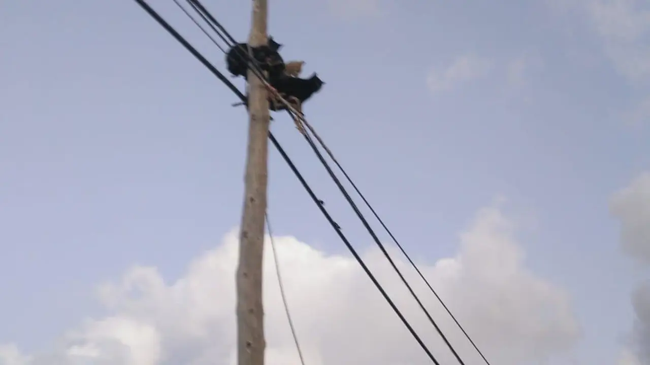 Cinco gatos atrapados en un poste telef&oacute;nico